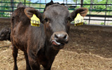 管理ノウハウや最新技術情報（飼料・血統交配）の共有